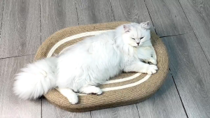 COD ของเล่นแมว ที่ลับเล็บแมว ของเล่นเชือกป่านศรนารายณ์ 3in1 ที่ขูดเล็บ เตียงแมว