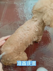 Dog Shampoo Pet Shower Gel Sterilization Dogs Cats Deodorant Dedicated Teddy Deworming Long Lasting Fragrance Bathing Liquid 宠物专用沐浴露