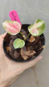 มหาโชคมหาลาภ บอนสี Caladium