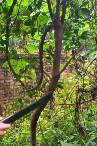 Outdoor Wooden Japanese Stainless Steel Kitchen Knife Professional Chef Knife Outdoor Camping Knife