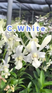 Hoa lan denro nắng thơm CC.White