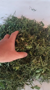 1Kg TERMURAH Daun Sambiloto Kering daun sambiroto Kering