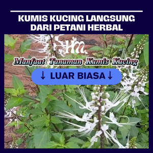 HERBAL MURNI - DAUN KUMIS KUCING Isi 50 & 100 Kapsul Alami 100% Asli tunggal Original 150 kapsul