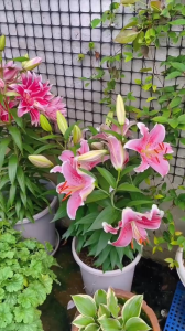 CỦ LY LÙN LY THƠM - Size từ nhỏ đến lớn đủ màu sắc khác nhau (Tặng kèm phân xơ dừa)