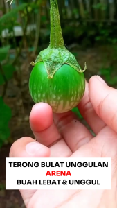 Benih Terong Bulat ARENA 1000 Biji Asli Cap Bunga Matahari Lalap Unggul