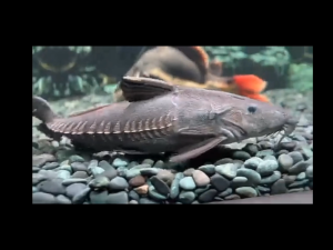 Batu koral hitam 1kg dekorasi aquarium dan taman