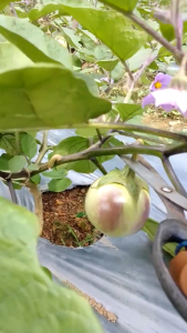 Benih Bibit Terong Lalap TERONG APEL 10g You seed Bibit Terong Manggis