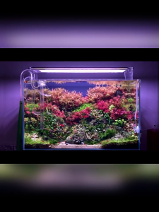 WEEK AQUA M Series Ver.3 LED Aquarium Light with RGB UVA Full Spectrum and Extendable Brackets for Planted Tanks (Without Shades)