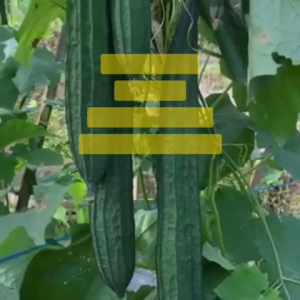 Benih Oyong CARISSA F1 Isi 10 gram: Tips & Panduan