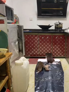 0.6/1.2MMAGIC KARPET LEM TIKUS: Lem Perangkap Tikus Kuat