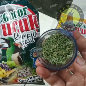VOER GACOR TRUCUK RUMPUT LAUT: Pakan Penggacor Burung