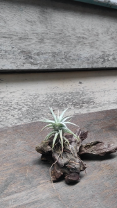 Tillandsia Vanhyningii with wood / Gift Set / 空气凤梨- 长颈精灵