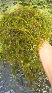 Fresh Hydrilla 150g