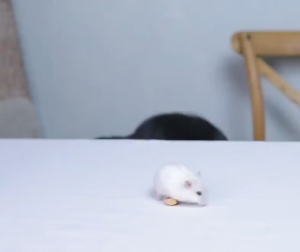 300M^2 Intelligent Electronic Ultrasonic Pest Repellent and Mouse Repellent - Indoor Silence Effectively Remove Mice, Cockroaches, Mosquitoes, and Bats