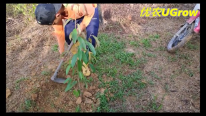 Anak Pokok Durian JIN FENG  Pokok Kimhong 金凤 榴莲苗 D198 Sapling Durian Golden Phoenix