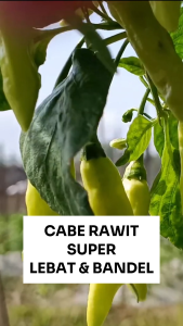 Benih Cabe Rawit SUPER 10 gram Cap RAJA SEED Lebat & Bandel