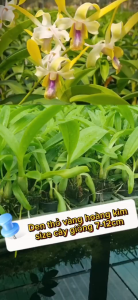CÂY GIỐNG THỎ VÀNG CAO 7-12CM