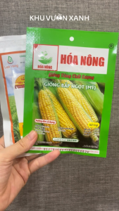 Hạt giống Bắp ngọt Mỹ (Ngô ngọt) - Gói 10gr - Tỷ lệ nảy mầm >90% - Trồng quanh năm