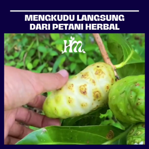 HERBAL MURNI - MENGKUDU Isi 50 & 100 Kapsul Alami 100% Asli tunggal Mengkudu Original 150 kapsul