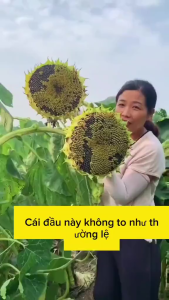 Hạt giống hoa hướng dương lấy hạt(bông to siêu hạt)gói 30 hạt