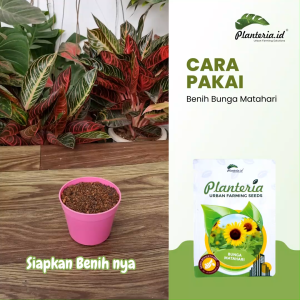 Benih Bunga Matahari Kemasan Urbanfarming Bersertifikat 50 butir