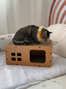 【พร้อมส่งจากไทย】บ้านแมวกระดาษ เตียงแมว ที่ลับเล็บแมว อเนกประสงค์ ที่ฝนเล็บแมว แบบกล่องบ้านของน้องแมวขนาดใหญ่สามารถรองรับแมวได้ 3-4 ตัว