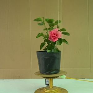 Cây Hoa Dâm Bụt Cánh Kép (Màu Hồng) - Cây Cảnh Trồng Sân Vườn