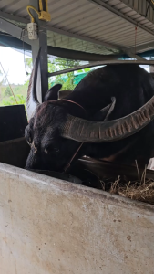 เสริมแร่ธาตุให้กับ (ควาย วัว ม้า แพะ ไก่ เป็ด หมู กุ้ง ปลา)เสริมการเจริญเติบโต บำรุงระบบสืบพันธุ์ บำรุงขนและผิวหนัง สร้างภูมิคุ้มกันโรค บำรุงให้สัตว์กินอาหารได้ดี ไม่เบื่ออาหาร บำรุงด้วยแร่ธาตุต่างๆที่จำเป็นต่อร่างกายด้วย อโกรมิน