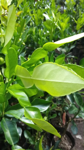 Bibit Tanaman Buah Jeruk Purut