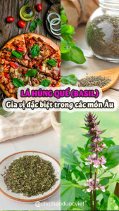 Lá húng quế tây 100g Basil gia vị món Âu dùng ướp gà KFC sốt pizza thơm ngon chuẩn vị