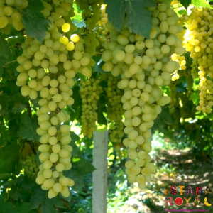 PREMIUM SHINE MUSCAT GRAPES IMPORTED FROM CHINA - PACK OF 500G - ISTANA ROYAL FRUITS