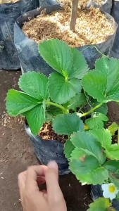 Bibit Strawberry Jumbo Manis Cepat Berbuah