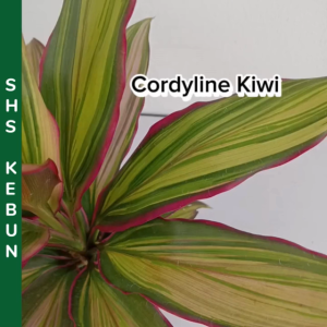 Cordyline Kiwi Variegated Pokok Jenjuang 3 warna Pokok Hidup SHS Kebun