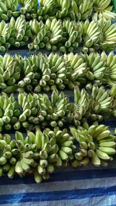 กล้วยน้ำว้า(หวี1kg-ขึ้น.) - ปลูกแบบปลอดสาร ตัดส่งแต่เขียวๆเท่านั้น ไม่บ่มน้ำยา