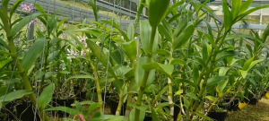 hoa lan đenro bà liễu xưa bụi khủng phi 18 3-5 thân cao