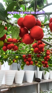 Hạt giống Cà chua bạch tuộc ( leo giàn ) - 10 hạt