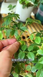 Jclsgp 卡纳玛朵 Keymado HuaBingKang Fungicide spray for Succulents