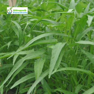 Benih Kangkung Super Pusaka Isi 100 Gram Daun Sempit Beruas Panjang Cap Tiga Daun Tipe Serimpi
