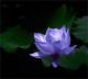 purple lotus