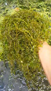 Hydrilla 150g per pack aquarium plant for aquariums tanks and bowls. Green aquatic plant in clear container.