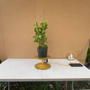 Cây Bạch Thiên Hương - Cây Cảnh Trồng Sân Vườn