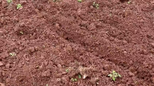 Cangkul Garuk Segitiga: Alat Berkebun Taman Sayuran