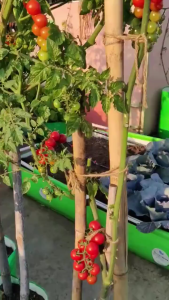 Hạt giống cà chua bi leo quả đỏ-20 hạt-gieo trồng quanh năm