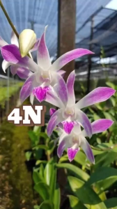 Hoa lan denro nắng 4N