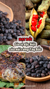 Hạt dổi nếp 100g hạt dổi rừng gia vị chẩm chéo ướp thịt pha đồ chấm gia vị nổi tiếng Tây Bắc