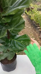 Natural Indoor Plant Leaf Shine Spray for Fiddle Leaf Fig Rubber Tree Monstera & Indoor Plants