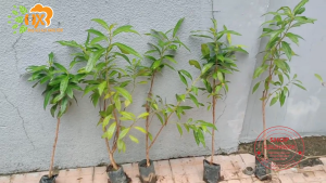 cây vối cây giống -combo 5 cây