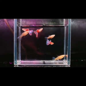 [J Wild Aquatic]—— Pink Glass Guppy 粉草孔雀鱼