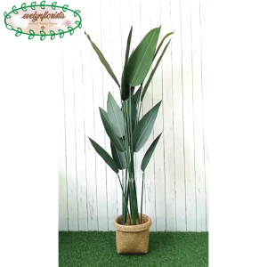 Pohon Hias Pohon Pisang Heliconia T150 Latex Pot Dasar Hitam Cover Purun Hiasan Cafe Aesthetic