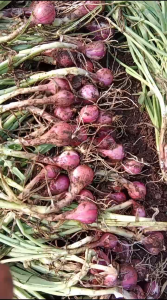 Bawang merah meriah tuktuk sama dengan brebes /1kg bawang padat tidak kempos